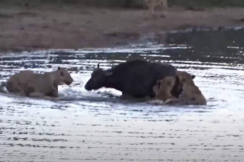 CLIP: Trâu rừng thoát chết thần kỳ khi bị 10 con sư tử tấn công