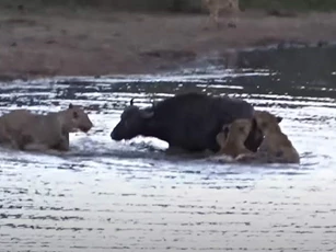 CLIP: Trâu rừng thoát chết thần kỳ khi bị 10 con sư tử tấn công