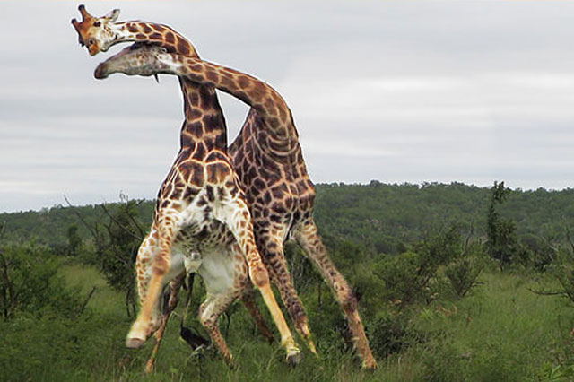 ‘Võ sĩ hươu cao cổ thượng đài’, hạ knock-out đối thủ bằng pha ra đòn cực kỳ đẹp mắt