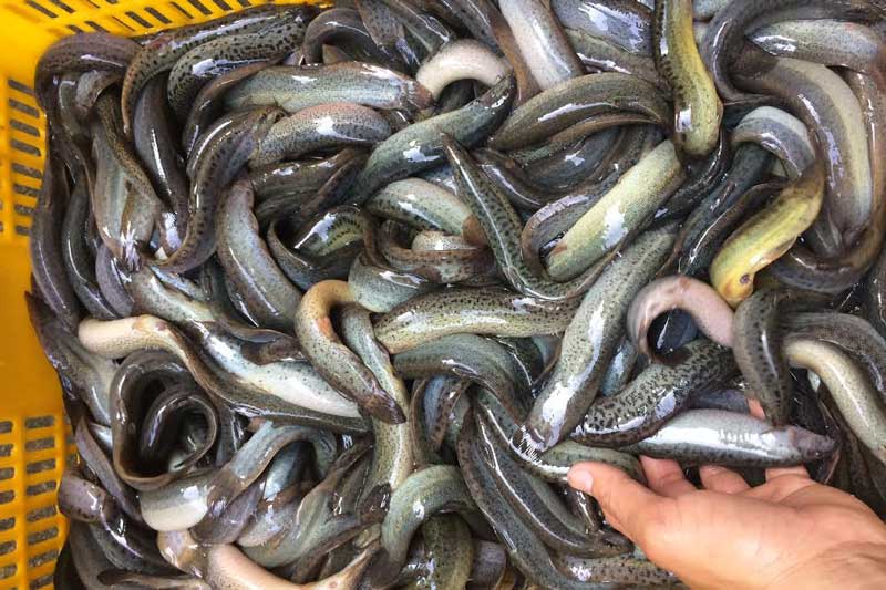 Nam Định: Lãi gần 900 triệu đồng/năm nhờ nuôi cá chạch trong ao đất