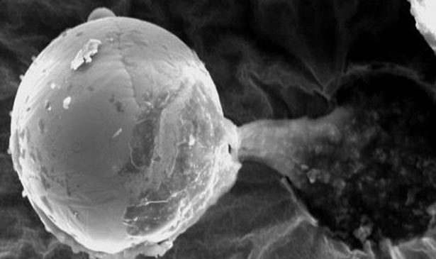 Bằng chứng tranh cãi về sự sống ngoài hành tinh gần Trái Đất