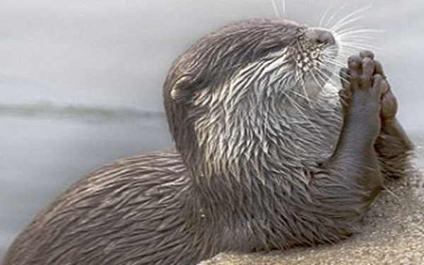 Chú rái cá "chắp tay cầu nguyện" trước bữa ăn