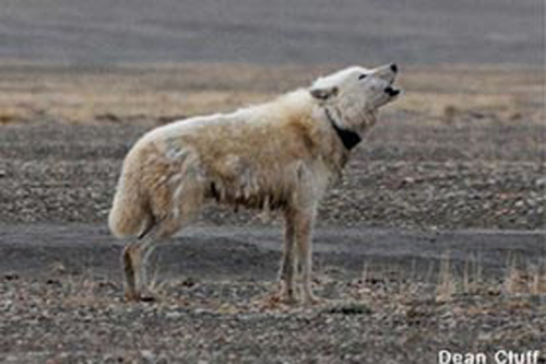 Giải mã bí mật về cuộc sống của loài sói Bắc Cực