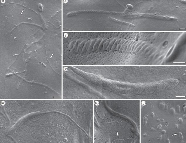 Phát hiện tinh trùng hóa thạch 50 triệu năm tuổi