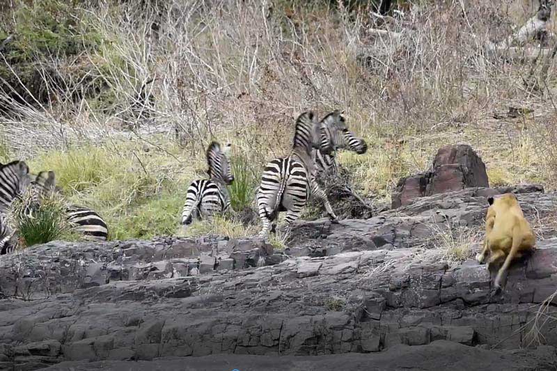 CLIP: Tấn công bất ngờ nhưng sư tử vẫn để đàn ngựa vằn trốn thoát