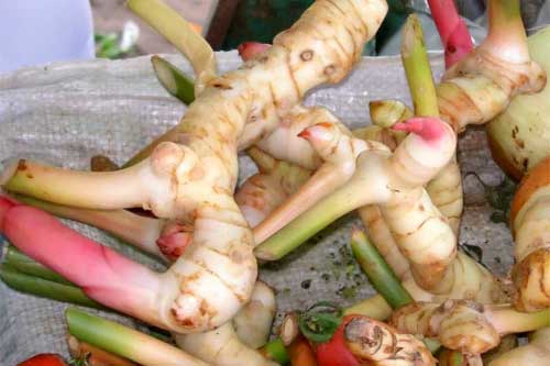 Những bài thuốc chữa bệnh cực hiệu nghiệm từ củ riềng