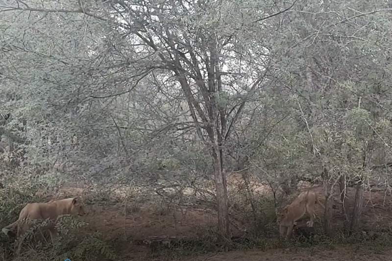 CLIP: Rình rập ngay cửa hang, 2 con sư tử vẫn để đàn lợn bướu trốn thoát