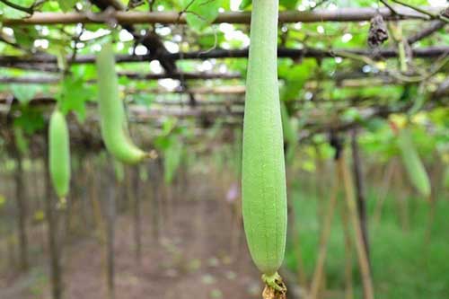 Những bài thuốc dân gian chữa bệnh cực hiệu nghiệm từ quả mướp