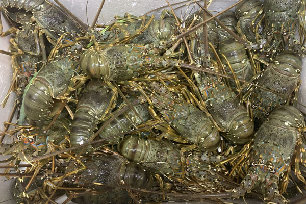 Giá tôm hùm lại chạm đáy, rẻ hơn cả thời điểm giải cứu