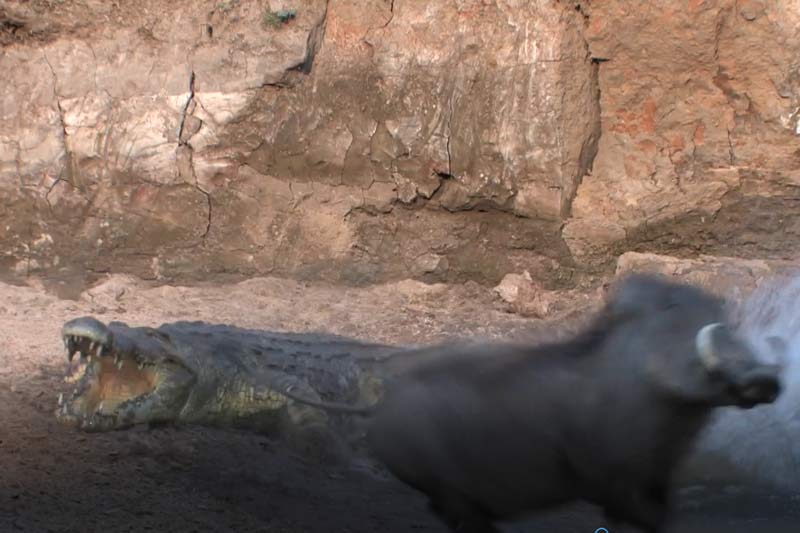 CLIP: Cá sấu tấn công lợn bướu và cái kết