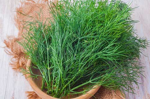 Những bài thuốc dân gian chữa bệnh cực hiệu nghiệm