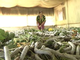 Lâm Đồng: Trở thành triệu phú từ nghề trồng dâu nuôi tằm