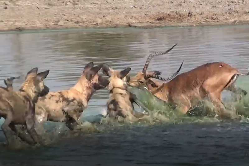 CLIP: Vừa thoát khỏi cá sấu, linh dương Impala lại bị đàn chó hoang ăn thịt