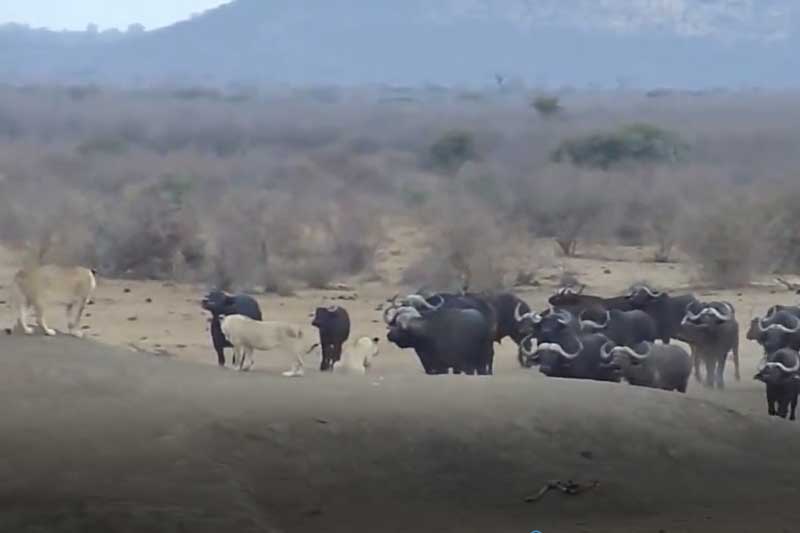 CLIP: Trâu rừng kéo nhau tới "cà khịa" đàn sư tử
