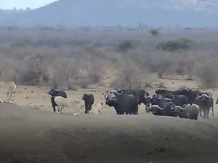 CLIP: Trâu rừng kéo nhau tới "cà khịa" đàn sư tử