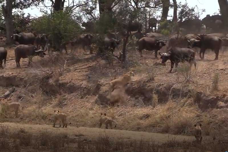 CLIP: Hàng trăm con trâu rừng quyết chiến với đàn sư tử để giải cứu đồng loại