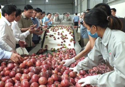 Hết cảnh trái cây Việt 'ngóng' thị trường Trung Quốc?