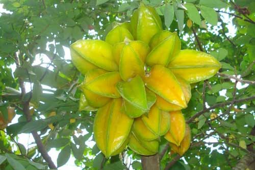 Mắc 3 bệnh sau hãy chữa bằng quả khế hiệu nghiệm vô cùng