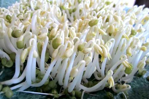 Cách tự làm giá đỗ ngay tại nhà nhanh gọn, rẻ tiền lại an toàn cho sức khỏe