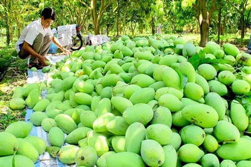 Trái cây miền Tây “rộng đường” sang châu Âu