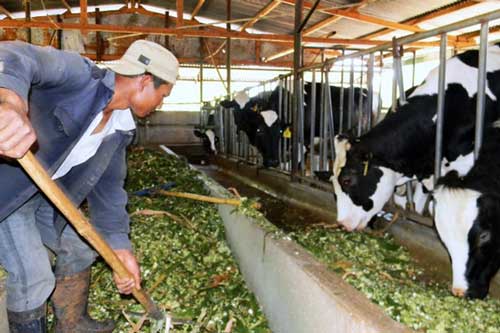 Vĩnh Phúc: 'Hái' ra tiền từ chăn nuôi bò sữa