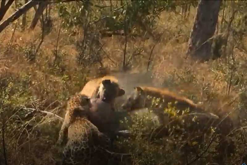 CLIP: 'Ăn chực' linh cẩu, báo hoa mai bị đuổi chạy 'té khói'