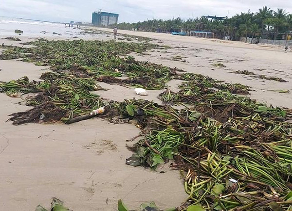 Đà Nẵng kêu gọi chung tay dọn hơn 50 tấn rác trên bãi biển sau bão số 5