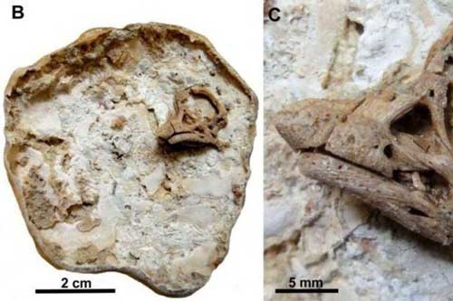 "Quái thú" sừng như tê giác nhưng lớn gấp 10 lần, biết "biến hình"