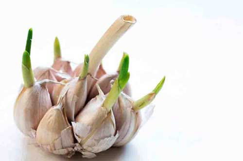 Bạn có biết tỏi mọc mầm chính là "thần dược" ngừa ung thư và bệnh tim mạch hiệu quả nhất