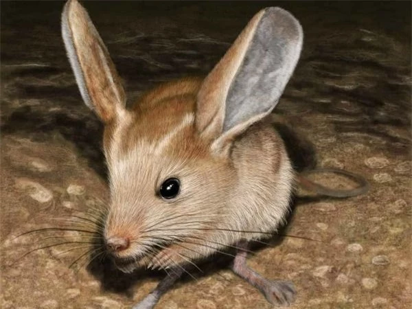 Loài vật tí hon kỳ lạ này trông giống như sự pha trộn giữa chuột, thỏ, lợn và một con chuột túi - Ảnh 5.