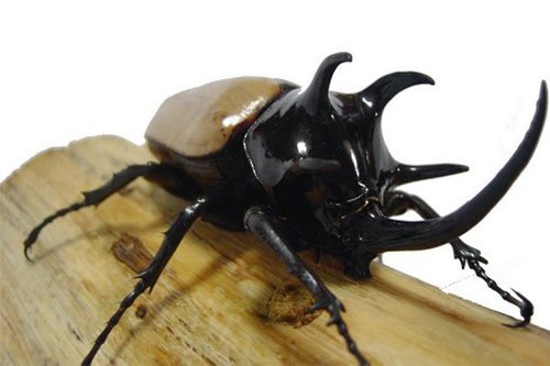 Các “kỷ lục gia” tài ba của thế giới động vật