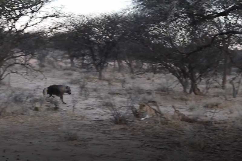 CLIP: Linh cẩu no đòn khi cướp mồi của báo hoa mai