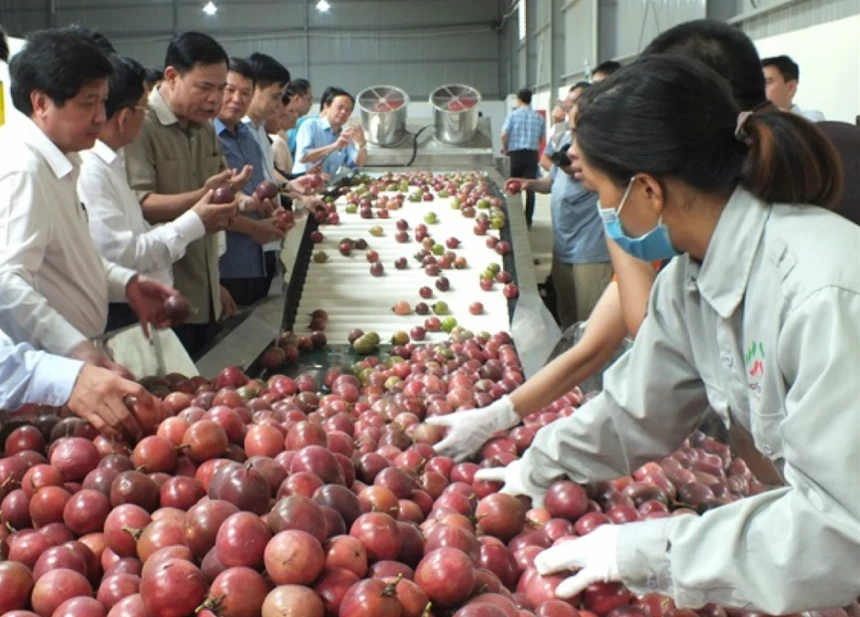 Chanh leo là một trong những mặt hàng trái cây đầu tiên được hưởng ưu đãi từ Hiệp định EVFTA.