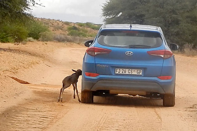 Linh dương đầu bò con lầm tưởng ô tô là… mẹ