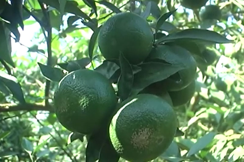 Hà Nội: Thu nhập gần 1 tỷ đồng/năm nhờ trồng ổi xen cam