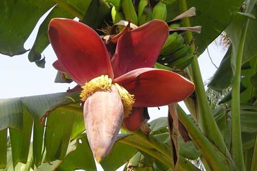 Chữa bệnh đau dạ dày với hoa chuối