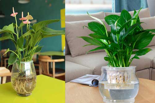 5 loại cây “xịn” như điều hòa, đặt trong nhà vừa đẹp vừa mát lại lọc sạch không khí