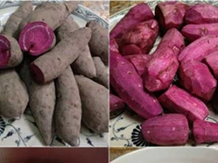 Những điều bắt buộc phải biết khi ăn khoai lang