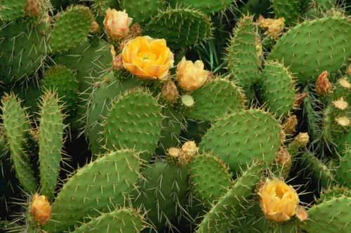 Những bài thuốc chữa bệnh phổ biến rất hiệu nghiệm từ xương rồng