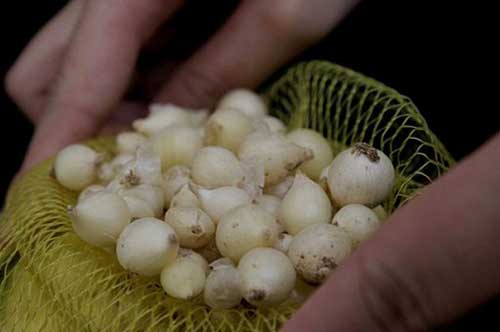 Bài thuốc dân gian chữa bệnh hiệu nghiệm từ củ hành tăm