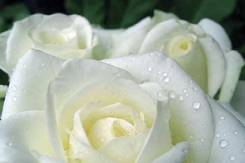 Tác dụng thần kỳ chữa bách bệnh của hoa hồng bạch