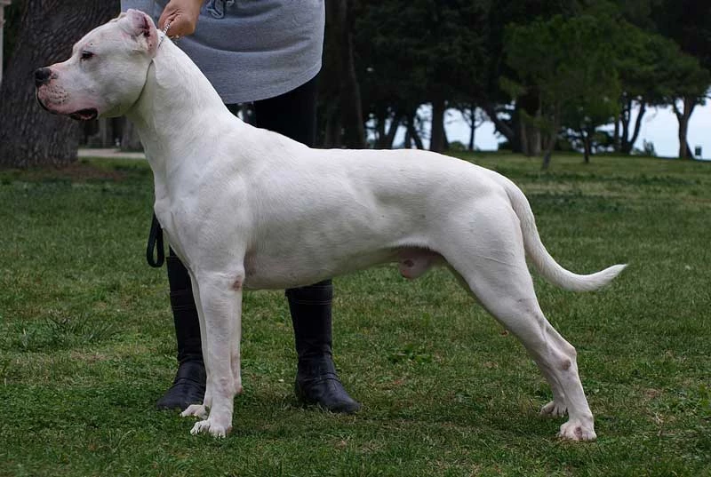 8. Chó Dogo Argentino (chó ngao Argentina). Giá trung bình: 8.000 USD (tương đương 184,5 triệu đồng).