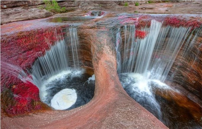 Sông Cano Cristales là một khám phá thế giới về tự nhiên đẹp nhất trên thế giới