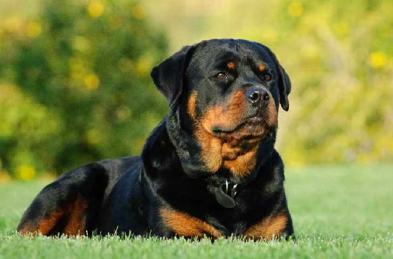 6. Chó Rottweiler. Giá trung bình: 9.000 USD (tương đương 207,5 triệu đồng).