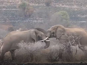 CLIP: Hai con voi đực tử chiến giành "quyền lực"