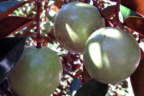 Những tác dụng chữa bệnh tuyệt vời từ vú sữa