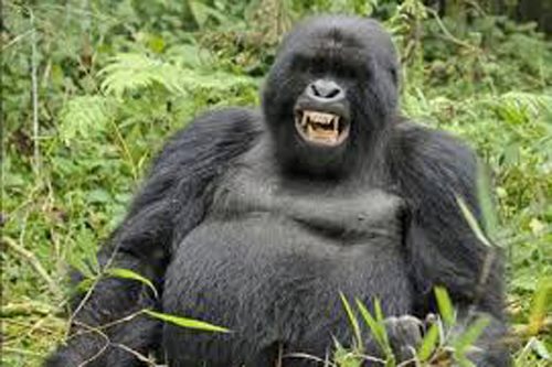 'Rợn người' loài khỉ đột hoang dã cũng có thể ăn thịt sống