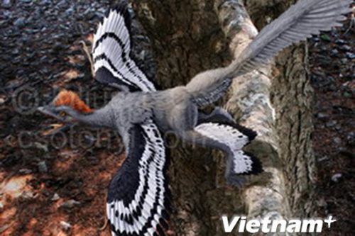 Vén màn bí mật về màu sắc lông vũ của khủng long