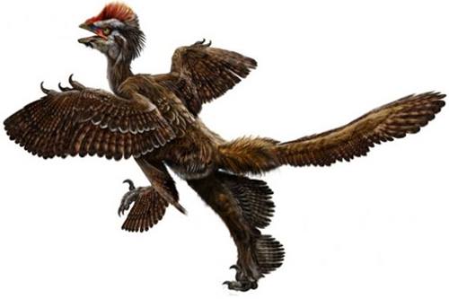 Hóa thạch loài chim cổ đại tại Sa mạc Gobi