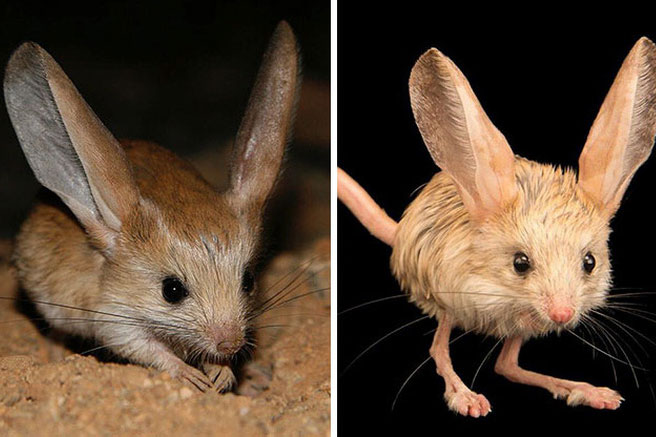 Giống chuột kỳ lạ nhìn như lai giữa lợn, thỏ và kangaroo